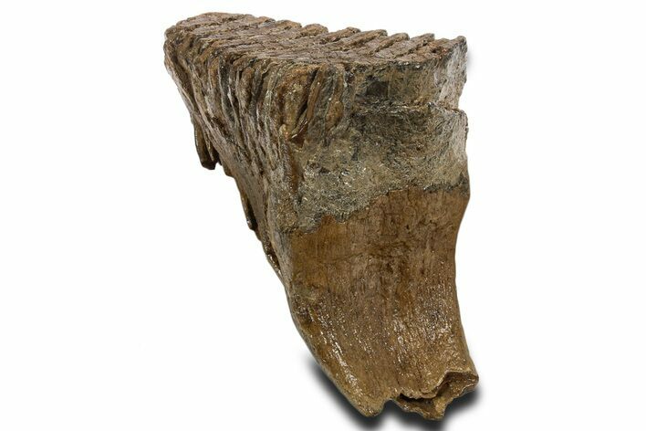 Fossil Woolly Mammoth Lower M Molar - Poland #337181